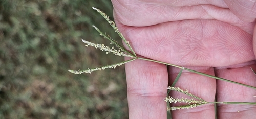 Bermuda grass