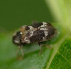 Ptinomorphus regalis