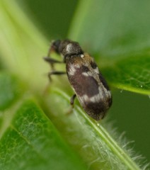 Ptinomorphus regalis