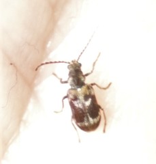 Ptinomorphus regalis