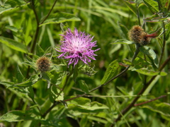 Centaurea trichocephala