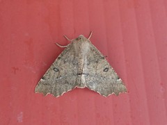 Odontopera bidentata