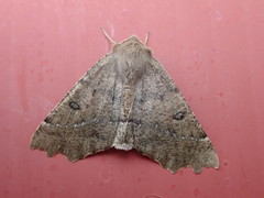 Odontopera bidentata