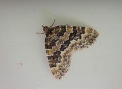 Electrophaes corylata