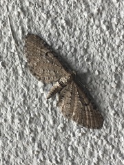 Eupithecia abbreviata