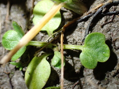 Ranunculus parviflorus, photograph (c) Liadan Dickie, some rights reserved (CC BY)