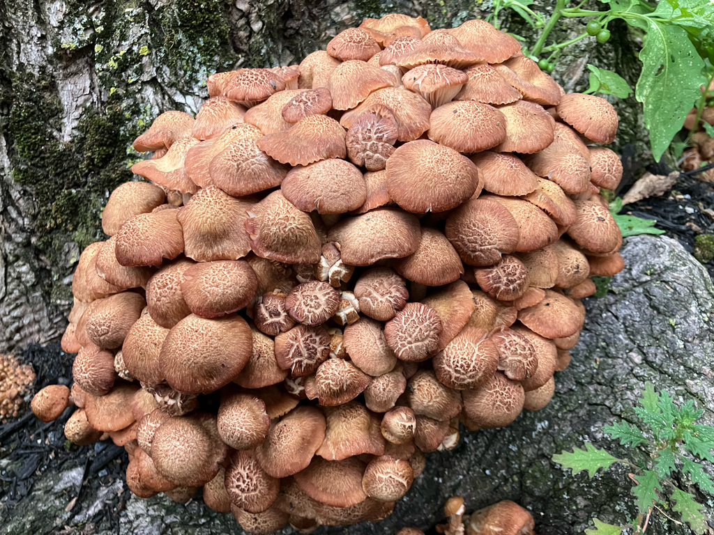 Ringless Honey Mushroom · August 2026 · photo: Photo: no rights reserved · iNaturalist