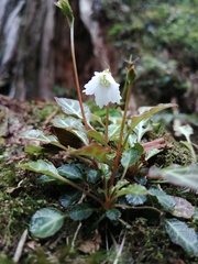Shortia rotundifolia