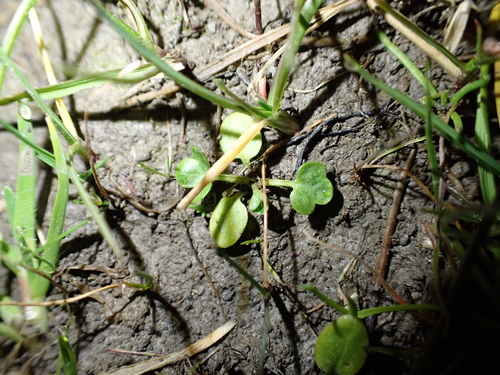 Ranunculus parviflorus, photograph 6