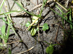 Ranunculus parviflorus, photograph (c) Liadan Dickie, some rights reserved (CC BY)