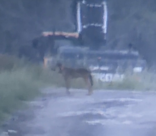 Red Wolf observed by sam-darmstadt