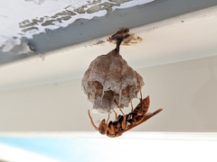 Gyrostoma