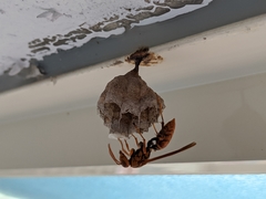 Gyrostoma
