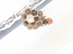 Gyrostoma