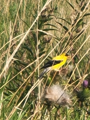 American Goldfinch