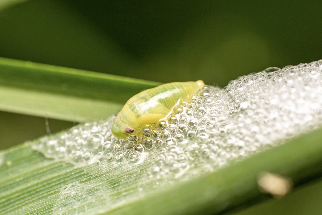Aphrophorinae