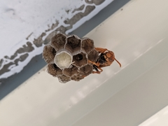 Gyrostoma
