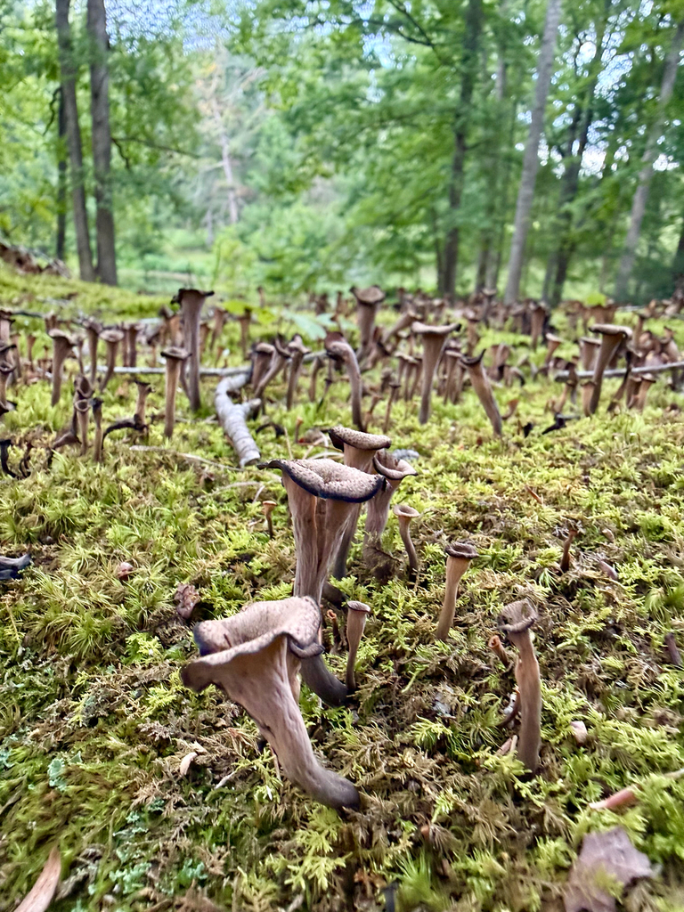 Eastern Black Trumpet · August 2026 · photo: Photo: (c) David Murr, some rights reserved (CC BY) · iNaturalist