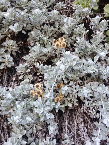Helichrysum argyrophyllum, photograph 1