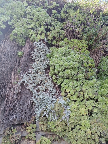 Helichrysum argyrophyllum, photograph 2