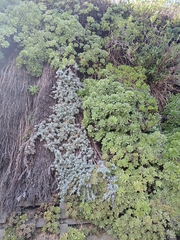 Helichrysum argyrophyllum, photograph (c) Leon Perrie, some rights reserved (CC BY)