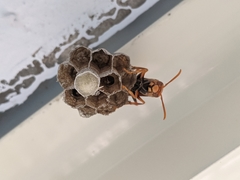 Gyrostoma