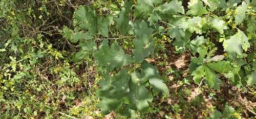 white oak