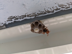 Gyrostoma