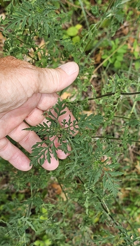 Spanish needles
