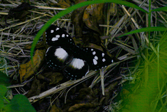 Aterica galene theophane