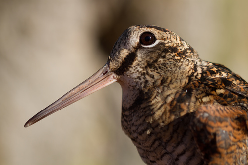 Chocha perdiz (Scolopax rusticola)