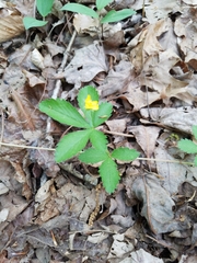 Potentilla canadensis