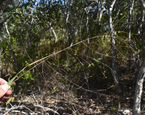 Panicum decompositum observed 2026-06-14