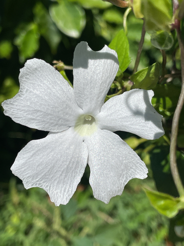 Thunbergia fragrans observed 2026-08-21