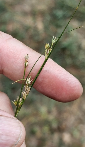 Slender Path Rush