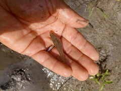 Padogobius bonelli