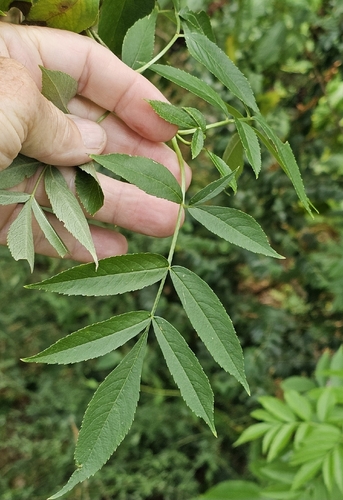 American black elderberry
