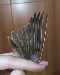 Emberiza calandra