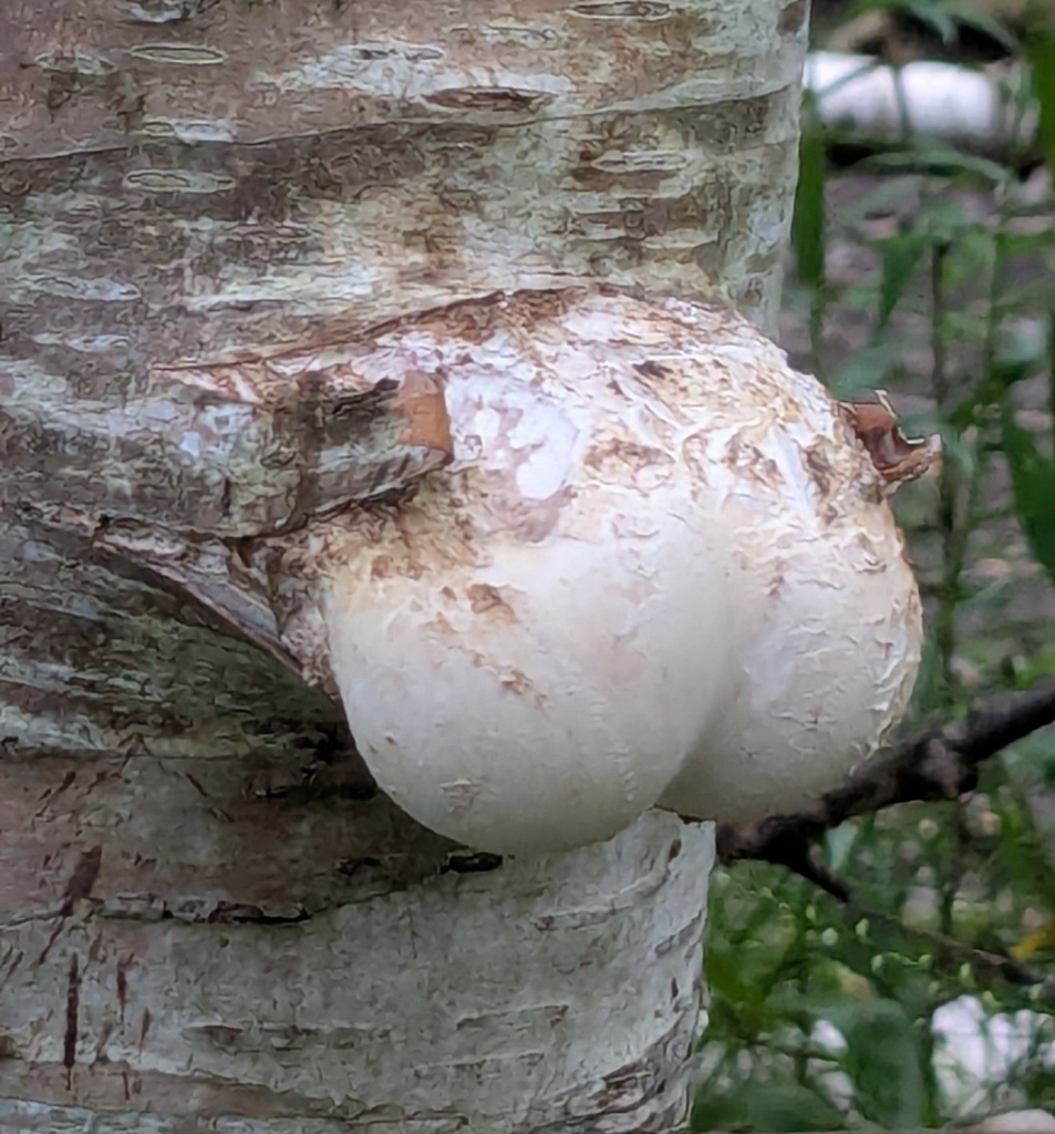 birch polypore · August 2026 · photo: Photo: (c) William Knee-Walden, some rights reserved (CC BY) · iNaturalist