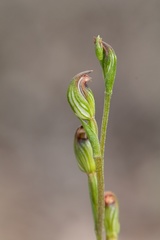 Pterostylis rubescens