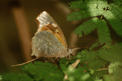 Libythea laius