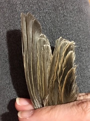 Emberiza calandra