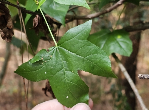 American sweetgum