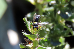 Hylaeus honestus