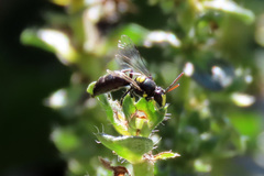 Hylaeus honestus