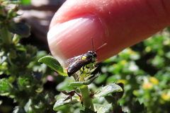 Hylaeus honestus