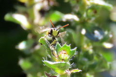Hylaeus honestus