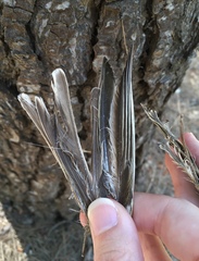 Emberiza calandra