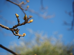 Fraxinus chinensis