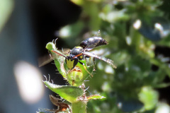 Hylaeus honestus